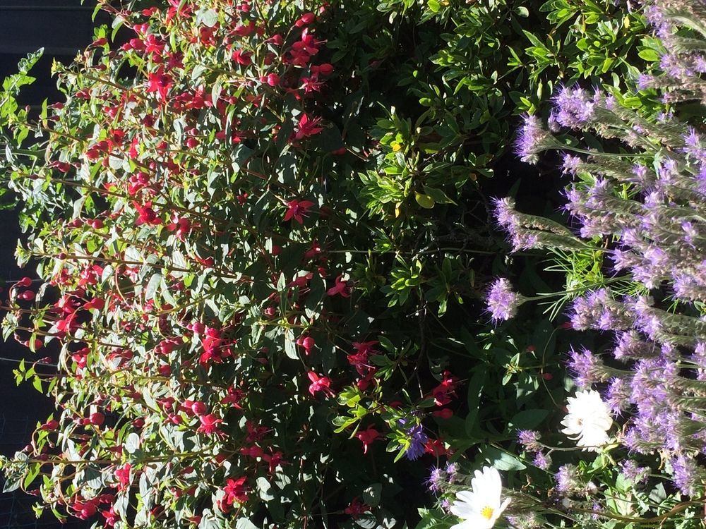 Garden Bed And Breakfast Christchurch Dış mekan fotoğraf