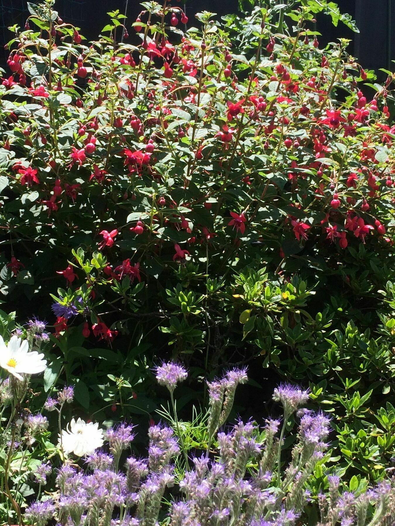 Garden Bed And Breakfast Christchurch Dış mekan fotoğraf