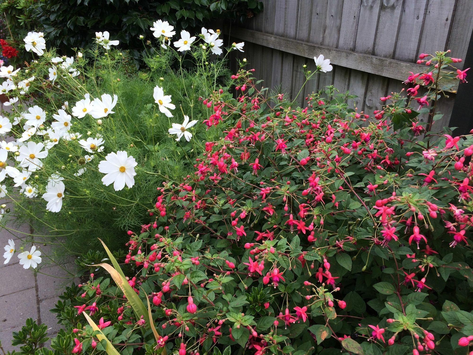 Garden Bed And Breakfast Christchurch Dış mekan fotoğraf